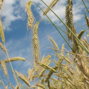 strohalm Astrid Entius Training & Coaching gratis tips