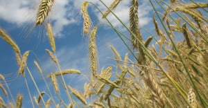 strohalm Astrid Entius Training & Coaching gratis tips