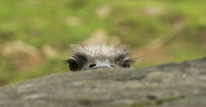 astrid entius training en coaching struisvogelpolitiek