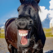 lachen astrid entius training en coaching