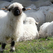 astridentius.nl energie krijgen door doen wat je wilt