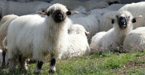 astridentius.nl energie krijgen door doen wat je wilt