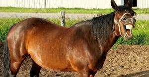 lachen astrid entius training en coaching